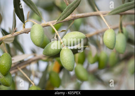 Walnussbaum, Juglans sp., Atlas Gebirge, Nr Imlil, Marokko, in der Nähe von Obst pod Stockfoto