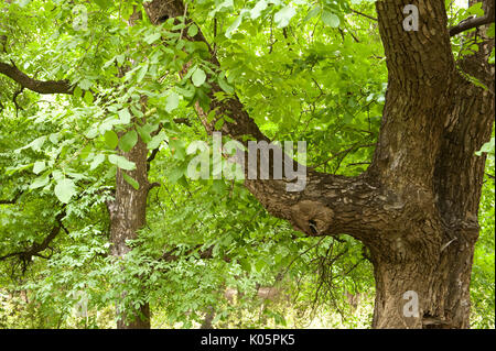 Walnussbaum, Juglans sp., Atlas Gebirge, Nr Imlil, Marokko Stockfoto