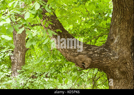 Walnussbaum, Juglans sp., Atlas Gebirge, Nr Imlil, Marokko Stockfoto