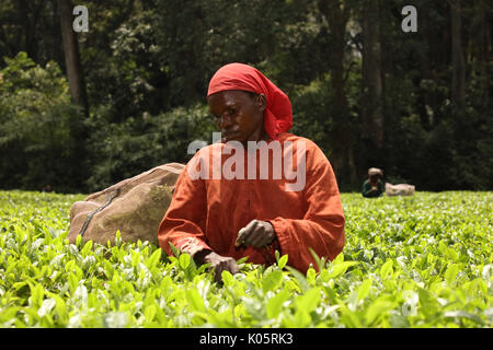 Kaffee pflücken, Kakamega Forest, Kenia, Tee als Puffer aus menschlichen Störungen auf dem boundariy der Gesamtstruktur verwendet Stockfoto