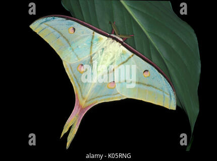 Indian Moon Moth, Actias Selene, Asien, silkmoth, Erwachsene mit Flügeln öffnen Stockfoto