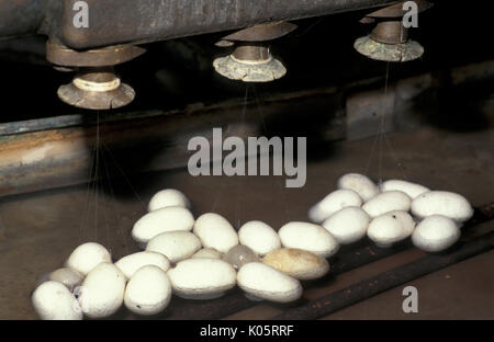 Nahaufnahme des Silkworm Fabrik für die Produktion von Seide aus den Kokons der Bombyx mori Motte Stockfoto