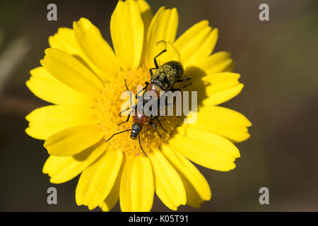 Soldat Käfer Paarung, Familie Cantharidae, auf gelbe Blume, Pollen, Algarve, Portugal Stockfoto