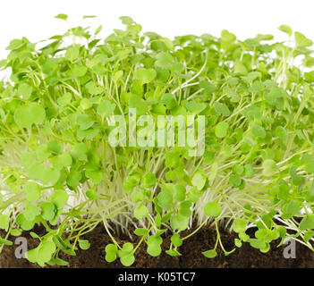 Rucola, frischen Sprossen und junge Blätter vorne Blick über Weiß. Salat Gemüse- und microgreen. Auch als Rucola, Rucola oder rugula bekannt. Stockfoto