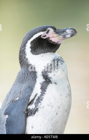 Humboldt Penguin, Spheniscus humboldti, Südamerika, Captive, Chile, Peru, Erwachsene, Gesicht, Stockfoto
