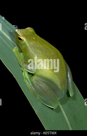 Mehr Hatchet Treefrog, Sphaenorhynchus lacteus, auf Blatt im Dschungel, Iquitos, Nordperu, Grün, Amazon,. Stockfoto