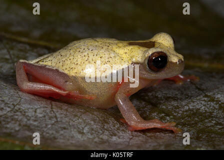 Variable Clown Treefrog, Hyla Triangulum, Iquitos, Peru, Dschungel, Amazon, dunkle Stunde Glas Markierung auf dem dorsum, zurück, Gelb, Rot, puffed up, überhöhte wi Stockfoto