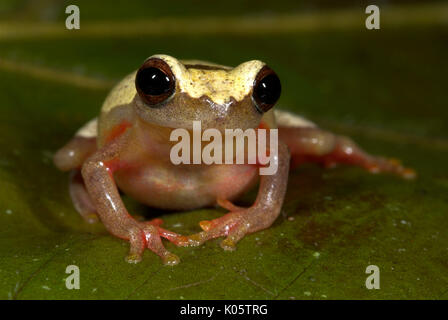 Variable Clown Treefrog, Hyla Triangulum, Iquitos, Peru, Dschungel, Amazon, dunkle Stunde Glas Markierung auf dem dorsum, zurück, Gelb, Rot, puffed up, überhöhte wi Stockfoto