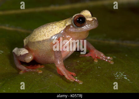 Variable Clown Treefrog, Hyla Triangulum, Iquitos, Peru, Dschungel, Amazon, dunkle Stunde Glas Markierung auf dem dorsum, zurück, Gelb, Rot, puffed up, überhöhte wi Stockfoto