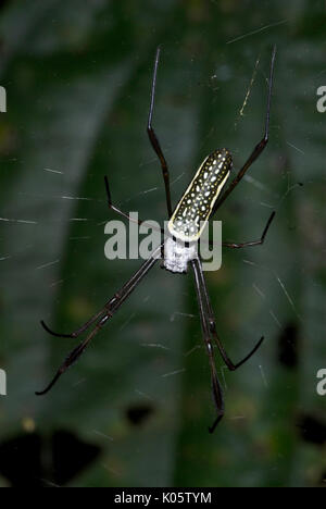 Golden Orb Weaver Spider, Nephila sp., evtl. N. clavipes, Manu, Peru, im Web, Dschungel, Amazon, Schwarz und Gelb gefleckten Bauch, Stockfoto