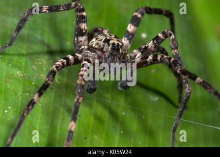 Falsche Wolf Spider, Familie Ctenidae, möglicherweise Trechalea sp., Manu, Peru, Dschungel, Amazon, Gebändert gefärbte Beine, langbeinige Jagd, ein Bein auf dem Stillstehen Stockfoto