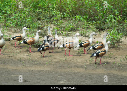 Orinoco Gans, Neochen jubata, Manu, Peru, Amazonas Dschungel, am Ufer des Flusses, Sandstrand, bedroht. Stockfoto