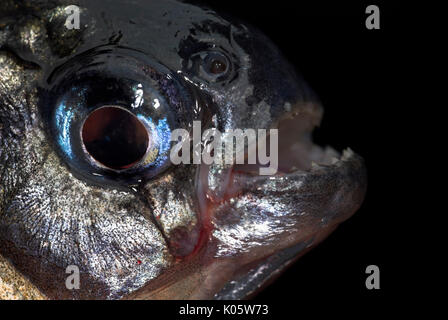 Weißer Piranha fischen, Serrasalmus rhombeus, schließen die oben offenen Zangen und scharfe Zähne, Nauapa Fluss, Iquitos, Peru. Stockfoto