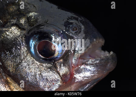 Weißer Piranha fischen, Serrasalmus rhombeus, schließen die oben offenen Zangen und scharfe Zähne, Nauapa Fluss, Iquitos, Peru. Stockfoto