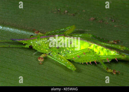 Pfeilspitze, Katydid Copiphora sp., Manu, Peru, auf Blatt, Dschungel, Grün,. Stockfoto