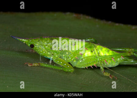 Pfeilspitze, Katydid Copiphora sp., Manu, Peru, auf Blatt, Dschungel, Grün,. Stockfoto