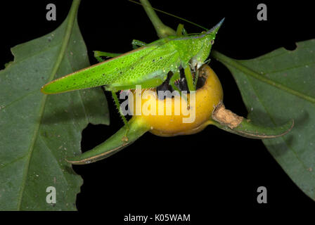 Pfeilspitze, Katydid Copiphora sp., Manu, Peru, Fütterung mit Obst, Dschungel, Grün,. Stockfoto