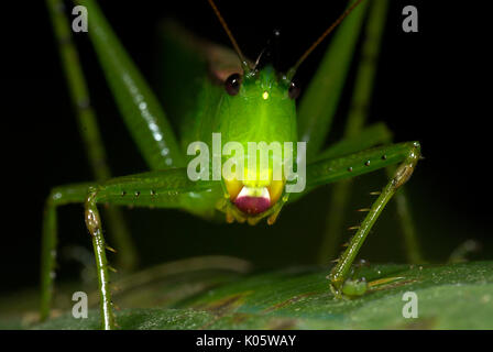 Pfeilspitze, Katydid Copiphora sp., Manu, Peru, Dschungel, auf Blatt, Portrait. Stockfoto