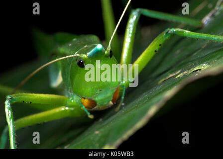 Pfeilspitze, Katydid Copiphora sp., Manu, Peru, Dschungel, auf Blatt, Porträt, Grün. Stockfoto