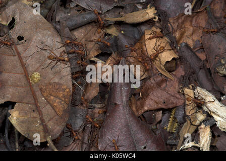 Armee Ameisen, Eciton hamatum, auf Waldboden, Iquitos, Peru, Dschungel, Amazon, Räuberischen, kräftige Bisse und Stiche, wodurch große Spuren im Wald, socia Stockfoto