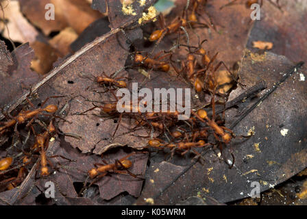 Armee Ameisen, Eciton hamatum, auf Waldboden, Iquitos, Peru, Dschungel, Amazon, Räuberischen, kräftige Bisse und Stiche, wodurch große Spuren im Wald, socia Stockfoto