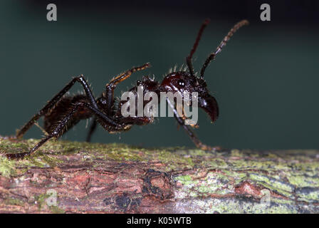 Bullet Ant- oder 24-Ant, Paraponera clavata, Iquitos, Peru, einer der größten Ameisen in der westlichen Hemisphäre, leistungsstarke Stachel, Stachel schwere mu verursachen können Stockfoto