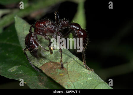 Bullet Ant- oder 24-Ant, Paraponera clavata, Jagd Beute in Blatt, Manu, Peru, einer der größten Ameisen in der westlichen Hemisphäre, leistungsstarke Sting gewickelt Stockfoto