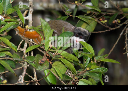 Kaiser Tamarin, Saguinus Imperator, Nahrungssuche in Bäumen, Manu, Peru, Amazonas Regenwald, Klettern, Dschungel, neue Welt Affe, tagaktiv und kletternde, runni Stockfoto