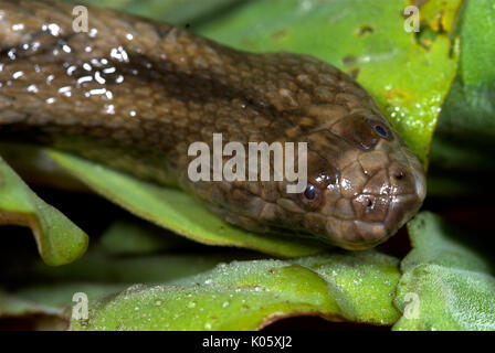 South American Water Snake, Helicops Polylepis, in Wasser, Iquitos, Peru, amazonien Urwald. Stockfoto