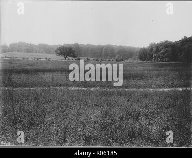 Anzeigen von unberührtem Land in der Nähe von Roland Park und Guilford, das Gras nicht mehr gepflegt und es gibt Unkraut wächst, es gibt Bäume im Hintergrund, Baltimore, Maryland, 1910. Stockfoto