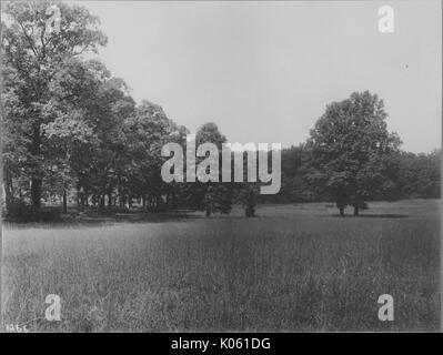 Unbesetztes Land in der Nähe von Roland Park und Guilford, es gibt eine Menge von unbeschnittenen Gras, es gibt eine Menge von Bäumen in einem Cluster, auf dem Feld und Bäume auch Zeile den Hintergrund, die Vereinigten Staaten, 1910. Dieses Bild wird von einer Reihe dokumentieren den Bau und den Verkauf von Wohnungen in der Roland Park/Guilford Nachbarschaft von Baltimore, einer Straßenbahn Vorort und eines der ersten geplanten Gemeinschaften in den Vereinigten Staaten. Stockfoto