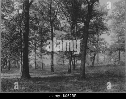 Unbesetztes Land in der Nähe von Roland Park und Guilford, einen Blick auf die vielen verstreuten Bäumen, United States, 1910. Dieses Bild wird von einer Reihe dokumentieren den Bau und den Verkauf von Wohnungen in der Roland Park/Guilford Nachbarschaft von Baltimore, einer Straßenbahn Vorort und eines der ersten geplanten Gemeinschaften in den Vereinigten Staaten. Stockfoto