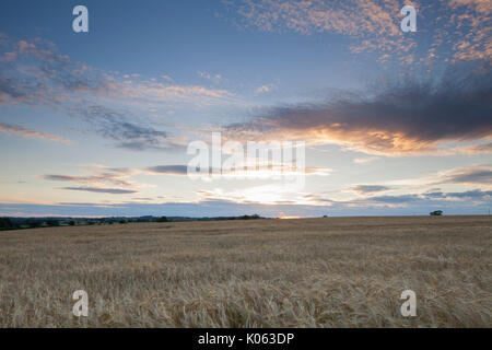 Ein Feld der reife Gerste in der Nähe von Sonnenuntergang am Juli Abend an der Kirche Brampton in Northamptonshire, England. Stockfoto