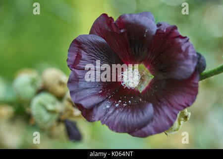 Alcea rosea nigra gemeinsame Malve schwarz Blume Nahaufnahme Stockfoto