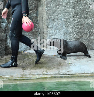 Prag, Tschechische Republik. 21 Aug, 2017. Im Mai geboren cub Südafrikanische fur Seal, Arctocephalus pusillus, öffentlichen im Zoologischen Garten in Prag vorgestellt wurde, Tschechische Republik am Montag, 21. August 2017. Quelle: Michal Dolezal/CTK Photo/Alamy leben Nachrichten Stockfoto