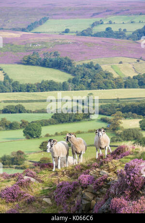 Schafe im Heidekraut auf Castleton Rigg ovelooking Westerdale, North York Moors National Park, England, Grossbritannien. Stockfoto