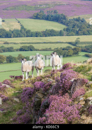 Schafe im Heidekraut auf Castleton Rigg ovelooking Westerdale, North York Moors National Park, England, Grossbritannien. Stockfoto