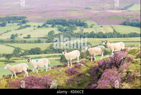 Schafe im Heidekraut auf Castleton Rigg ovelooking Westerdale, North York Moors National Park, England, Grossbritannien. Stockfoto