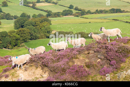 Schafe im Heidekraut auf Castleton Rigg ovelooking Westerdale, North York Moors National Park, England, Grossbritannien. Stockfoto