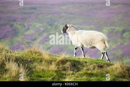 Schafe im Heidekraut auf Castleton Rigg ovelooking Westerdale, North York Moors National Park, England, Grossbritannien. Stockfoto