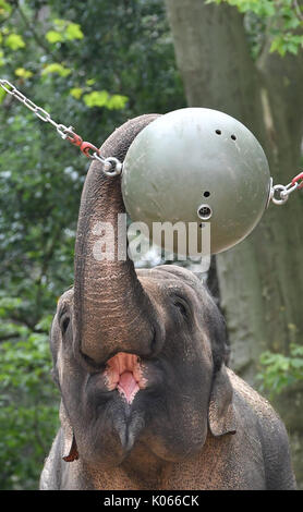 Berlin, Deutschland. 21 Aug, 2017. Ein Elefant erreicht für eine Kugel mit seinem Stamm in seinem Gehäuse am Zoo in Berlin, Deutschland, 21. August 2017. Foto: Paul Zinken/dpa/Alamy leben Nachrichten Stockfoto