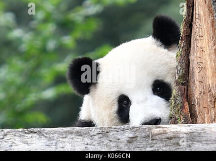 Berlin, Deutschland. 21 Aug, 2017. Meng Meng der Panda in ihr Gehäuse am Zoo in Berlin, Deutschland, 21. August 2017. Foto: Paul Zinken/dpa/Alamy leben Nachrichten Stockfoto