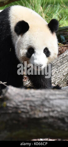 Berlin, Deutschland. 21 Aug, 2017. Meng Meng der Panda in ihr Gehäuse am Zoo in Berlin, Deutschland, 21. August 2017. Foto: Paul Zinken/dpa/Alamy leben Nachrichten Stockfoto