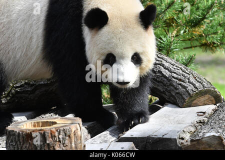 Berlin, Deutschland. 21 Aug, 2017. Meng Meng der Panda in ihr Gehäuse am Zoo in Berlin, Deutschland, 21. August 2017. Foto: Paul Zinken/dpa/Alamy leben Nachrichten Stockfoto