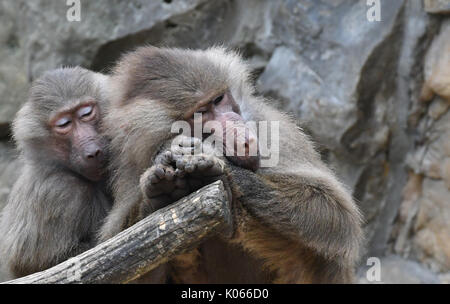 Berlin, Deutschland. 21 Aug, 2017. Zwei hamadryas baboons Entspannen in ihrem Gehege im Zoo in Berlin, Deutschland, 21. August 2017. Foto: Paul Zinken/dpa/Alamy leben Nachrichten Stockfoto