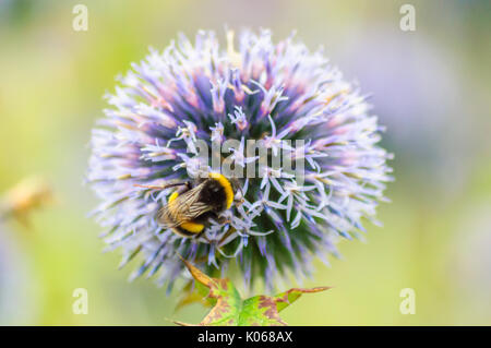 Glasgow, Schottland, Großbritannien. 21 August, 2017. UK Wetter: eine Biene auf eine Blume in den Gärten von pollok Country Park an einem bewölkten und feuchter Nachmittag. Credit: Skully/Alamy leben Nachrichten Stockfoto