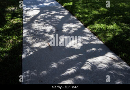 Boynton Beach, Florida, USA. 21 Aug, 2017. Sichelförmige Schatten werden durch die partielle Sonnenfinsternis die Sonne als Licht scheint durch am Baum auf Christa McAuliffe Middle School Campus in Boynton Beach, Florida, am 21. August 2017 gegründet. Credit: Allen Eyestone/der Palm Beach Post/ZUMA Draht/Alamy leben Nachrichten Stockfoto