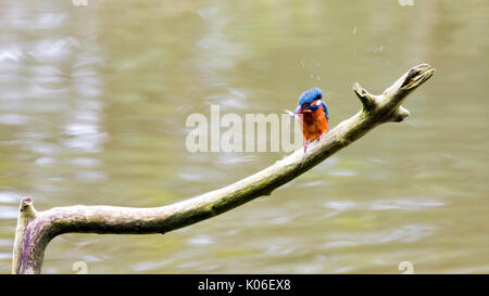 Bangor, North, UK. Einen warmen und sonnigen Tag im Norden von Wales und Eisvogel Alcedo Atthis die Nutzung der Wetter den Fang von Garnelen als Er schüttelt den Kopf der Krustentiere zu betäuben vor dem Schlucken Stockfoto