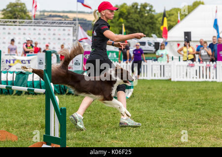 Rockingham, Northamptonshire, Großbritannien Kennel Club International. Agility Festival. Border Collie. Stockfoto