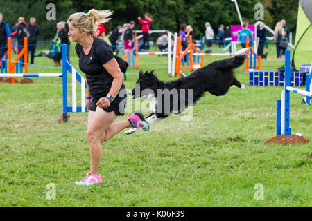 Rockingham, Northamptonshire, Großbritannien Kennel Club International. Agility Festival. Border Collie. Stockfoto